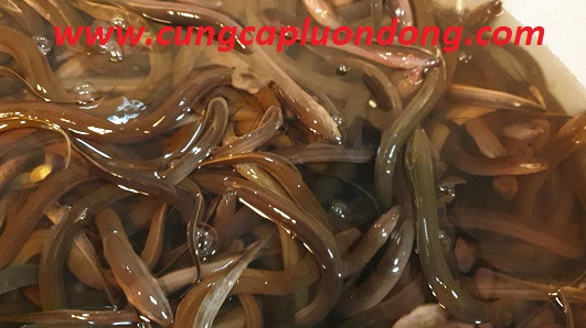 luon dong loai 2 - Lươn đồng loại 2 (size 2)