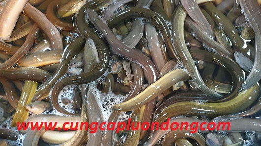 luon nuoi loai 1 - Lươn nuôi loại 1 (size 1)