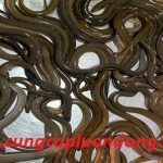 luon nuoi loai 2 1 150x150 - Lươn nuôi loại 2 (size 2)