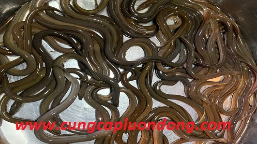 luon nuoi loai 2 1 - Lươn nuôi loại 2 (size 2)