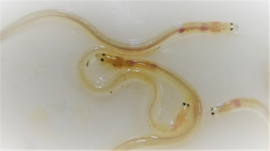 luon thuy tinh - Lươn thủy tinh, loài lươn kỳ lạ & đắt giá nhất thế giới